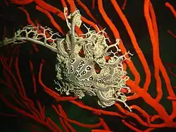 Gros plan sur le disque central d'une Astrocladus euryale, bras rétractés.