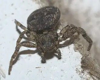 Description de l'image Bassaniana versicolor P1200852a.jpg.