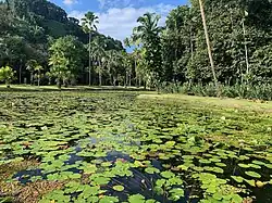 Bassin de nénuphars