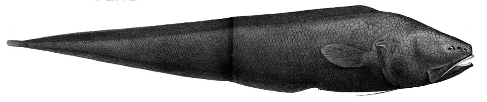 Bassozetus compressus