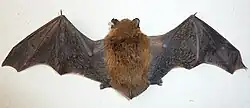 Photographie de face d'une chauve-souris ailes ouvertes.