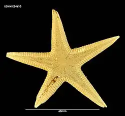 Psilaster herwigi (USNM)