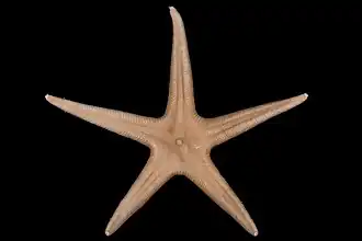 Bathybiaster vexillifer