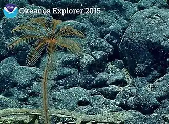 Une Bathycrinidae (espèce abyssale qui a restauré l'usage d'une tige)