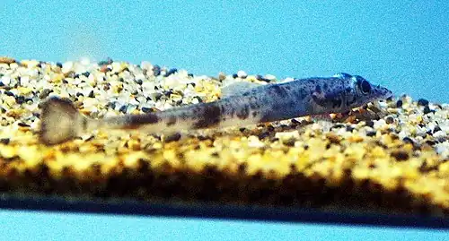 Bathydraco marri (Bathydraconidae).