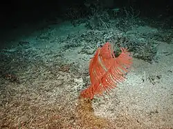 Bathypathes sp., un Schizopathidae