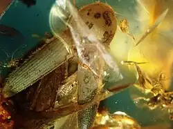 Elateridae, ambre de la Baltique.