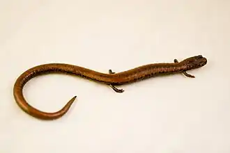 Description de l'image Batrachoseps gavilanensis - Gabilan Mountains Slender Salamander 01.jpg.