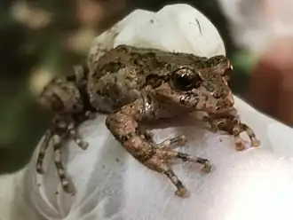 Description de l'image Batrachyla leptopus.jpg.