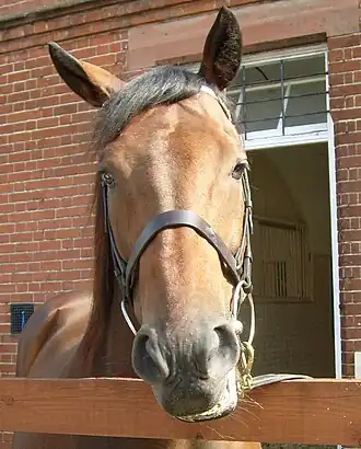 Image illustrative de l’article Battaash