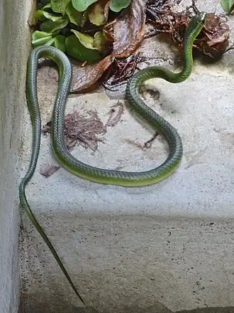 Description de l'image Battersby's green snake.jpg.