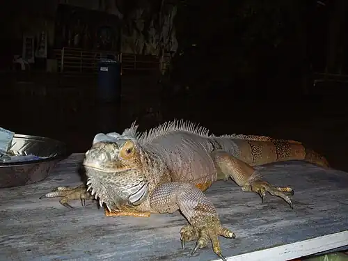 Iguane de compagnie des grottes de Batu pour la photographie touristique