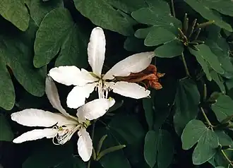 Description de l'image Bauhinia forficata 01.jpg.