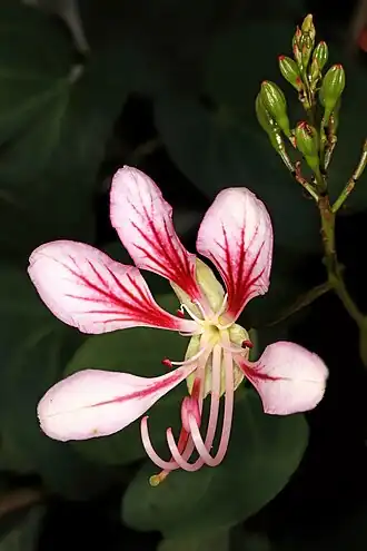 Description de l'image Bauhinia yunnanensis 5Dsr 5874.jpg.