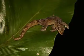 Description de l'image Bavayia crassicollis 33603949.jpg.