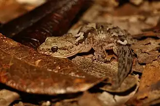 Description de l'image Bavayia exsuccida 33596225.jpg.