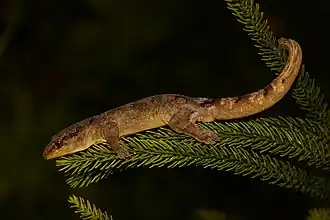 Description de l'image Bavayia robusta 33483955.jpg.