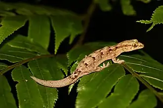 Description de l'image Bavayia sauvagii 33483571.jpg.