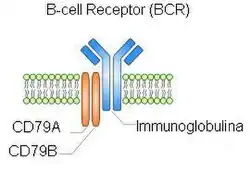 Récepteur des cellules B