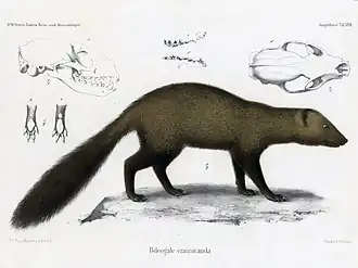 Description de l'image Bdeogale crassicauda.jpg.