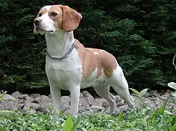 Beagle bicolore.