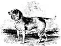 Beagle du Nord.
