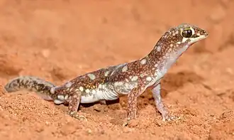 Description de l'image Beaked Gecko (23072645786).jpg.