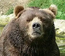 Ursus arctos middendorffi.