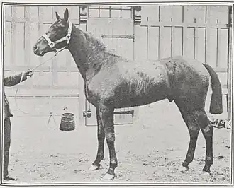 photo en noir et blanc d'un cheval noir présenté en main