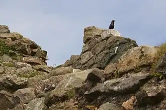 Étourneau sur les ruines du château de Beaumaris, sur l'île d'Anglesey (Royaume-Uni).