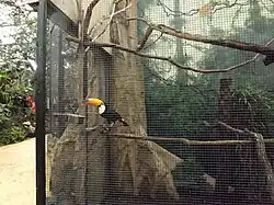 Un toucan dans la serre des oiseaux.