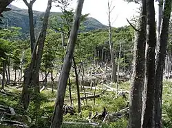 Barrage de castors, lac Robalo.