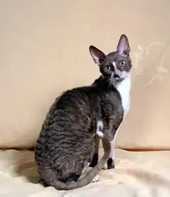 Un Cornish rex « bicolore ».