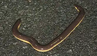 Description de l'image Beddome's Caecilian.jpg.