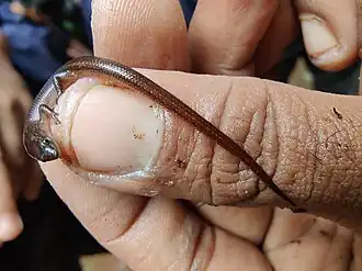 Description de l'image Beddome's Cat Skink imported from iNaturalist photo 153255559 on 10 January 2023.jpg.