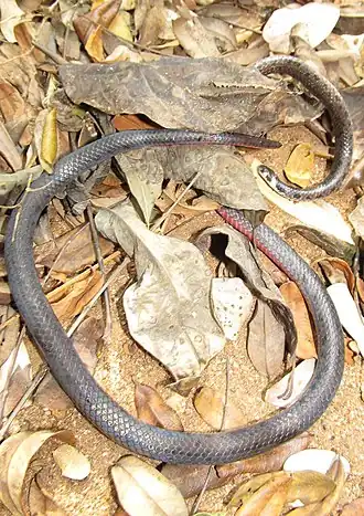 Description de l'image Beddome's coral snake Calliophis beddomei.jpg.