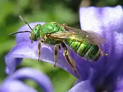 Espèce indéterminée du genre Agapostemon.