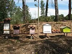 Rucher « classique » au Portugal