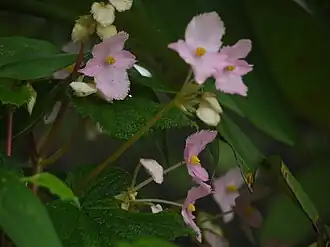 Description de l'image Begonia concanensis A.DC. (5997688595).jpg.