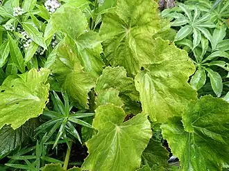 Description de l'image Begonia emeiensis - Flickr - peganum (2).jpg.