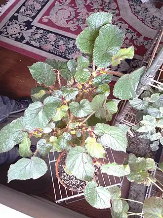 Description de cette image, également commentée ci-après