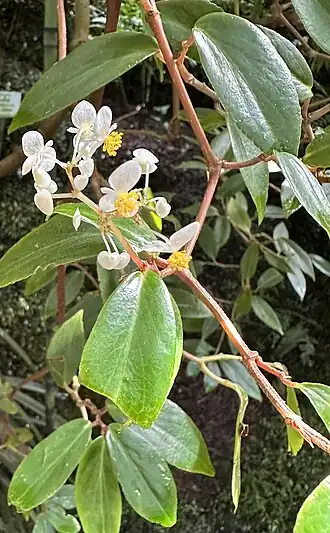 Description de l'image Begonia_holtonis_32328.JPG.