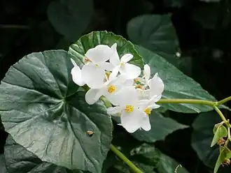 Begonia itaguassuensis