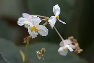 Détail d'une fleur épanouie