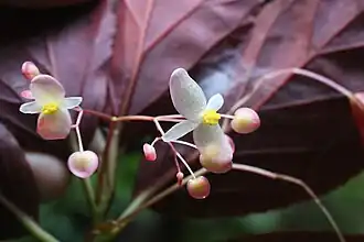Description de l'image Begonia maynensis (Begoniaceae) (29301948993).jpg.