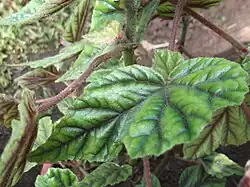 Détail des feuilles et tiges (spécimen cultivé)