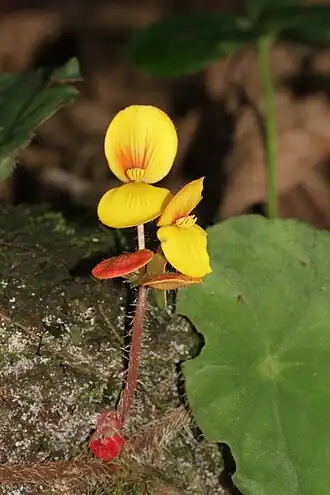 Description de l'image Begonia mildbraedii (Begoniaceae) (24361947221).jpg.
