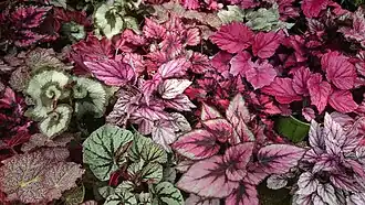 Begonia rex-cultorum