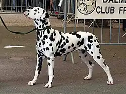 Chien Dalmatien de profil, blanc constellé de taches noires.