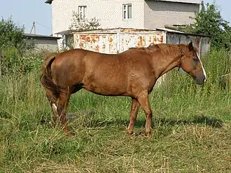 Trait biélorusse alezan, de profil.